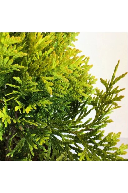 Туя Голден Брабант-Луската, густа, яскрава хвоя впродовж усього сезону